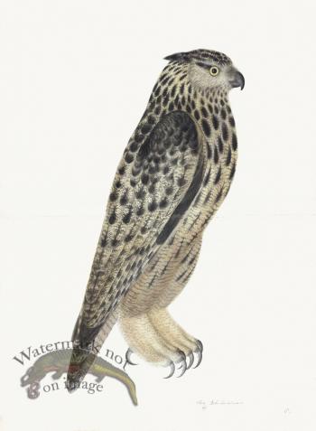 Rudbeck 008 Eagle Owl 22x30